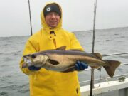 Nice pollack despite massive swell for Killybegs Fishing Trips