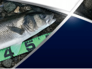 National Bass Programme Update bass report cover