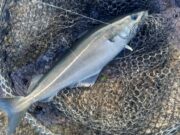 Great lure fishing reported from Connemara’s coast coalfish