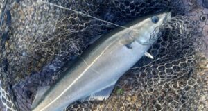 coalfish