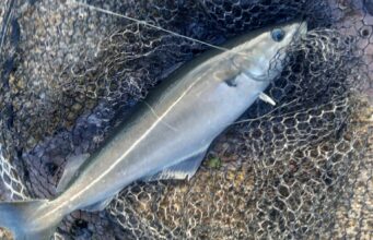 Great lure fishing reported from Connemara’s coast coalfish