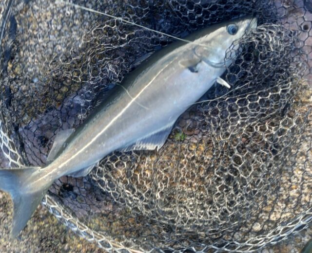 coalfish