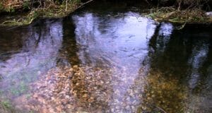 Good trout spawning reported in midlands trout redd