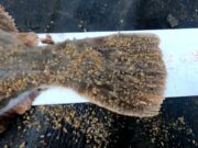 Inshore Angler back on the beaches chasing winter flounder