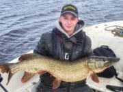 Over 40 pike in a week for clients of Borderfishing