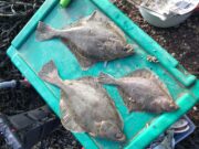 Perfect storm sees catches soar for Menapia Sea Anglers