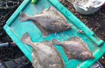 Perfect storm sees catches soar for Menapia Sea Anglers