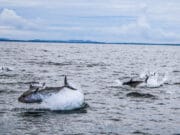 2022 Tuna CHART programme to open for charter skippers Atlantic Bluefin tuna