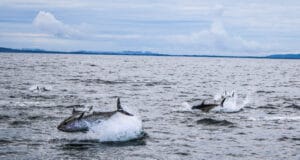 Atlantic Bluefin tuna