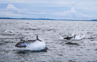 2022 Tuna CHART programme to open for charter skippers Atlantic Bluefin tuna