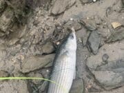 Mullet on the fly