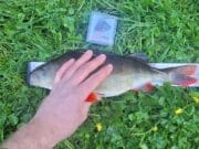 Barrow Perch Bonanza takes place near Athy