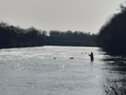 Some more salmon reported from the River Moy