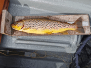 Duckfly commenced annual appearance on Lough Cullin