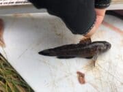 Some more mini-species for Killybegs Mariners