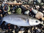 Nothing easy about mullet on the bread fly