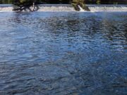 Details for second online lottery for ‘Brown Tags’ on Lower River Lee in Cork