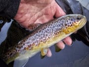 Warm spell and dropping water brings the fish on the take on the Nore