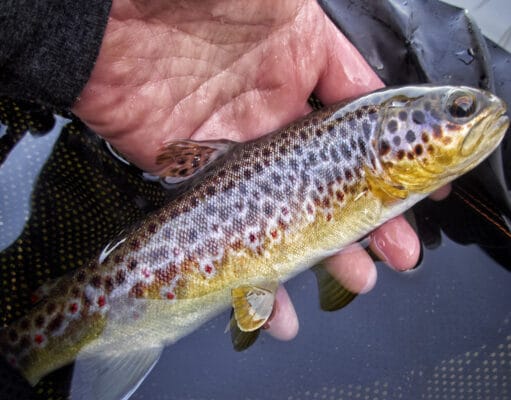 Warm spell and dropping water brings the fish on the take on the Nore
