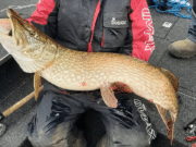 Anne Marie smashes PB with 21.5lb Derg pike