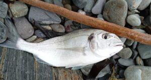 gilthead