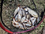 Suck fishes well for Ballyforan and District coarse anglers Ballyforan roach