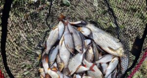 Ballyforan roach