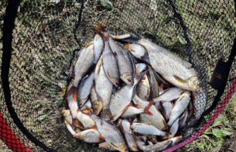Suck fishes well for Ballyforan and District coarse anglers Ballyforan roach