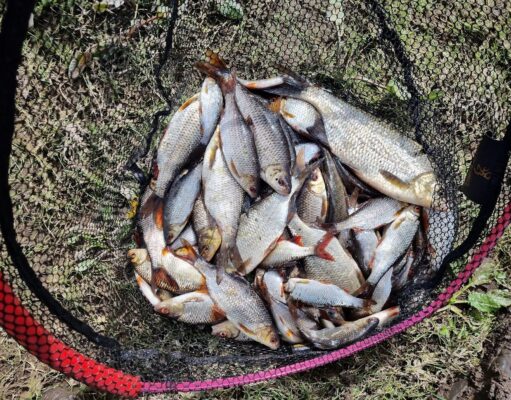 Suck fishes well for Ballyforan and District coarse anglers Ballyforan roach