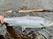 Spring tides and a splash of rain bring some silver to the Finn