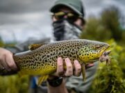 Make An Impact With This Intro to Streamer Fishing