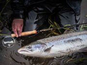Impact Fly Fishing have a red letter day chasing springers with streamers