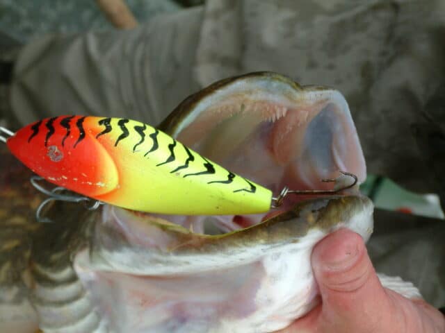 Pike on lure, Ireland