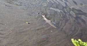Salmon fishing on the Boyne