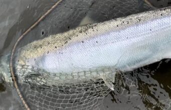 More double figured salmon on the Boyne and Blackwater A fresh Boyne springer