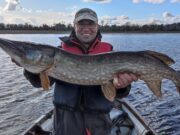 Great pike fishing at Melview Lodge, with 162 pike for French anglers and PB pike for Austrian guests