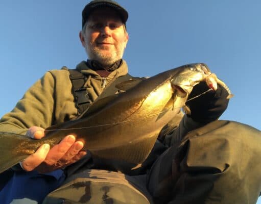 Galway pollack and wrasse hitting the lures