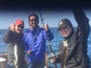 Fuego in Caherciveen starts her fishing season with some good catches pollack