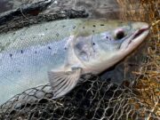 More salmon on the Finn