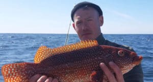 Pollock & wrasse for Blue Shark Angling, Galway