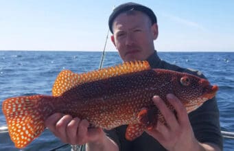 Pollock & wrasse for Blue Shark Angling, Galway