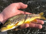 trout