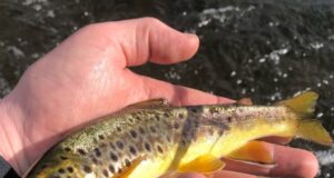 trout