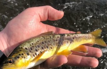 trout