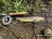 Nore trout
