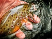 Productive morning on the Nore despite cold water and cool conditions Tour release, River Nore