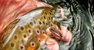 Tour release, River Nore