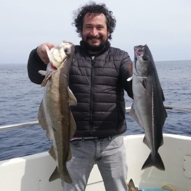 Pollack and coal fish