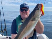 Reefs outside cork Harbour fishing slow but steady A decent stamp of pollack about. This one on a Black Minnow 60g