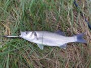 bass